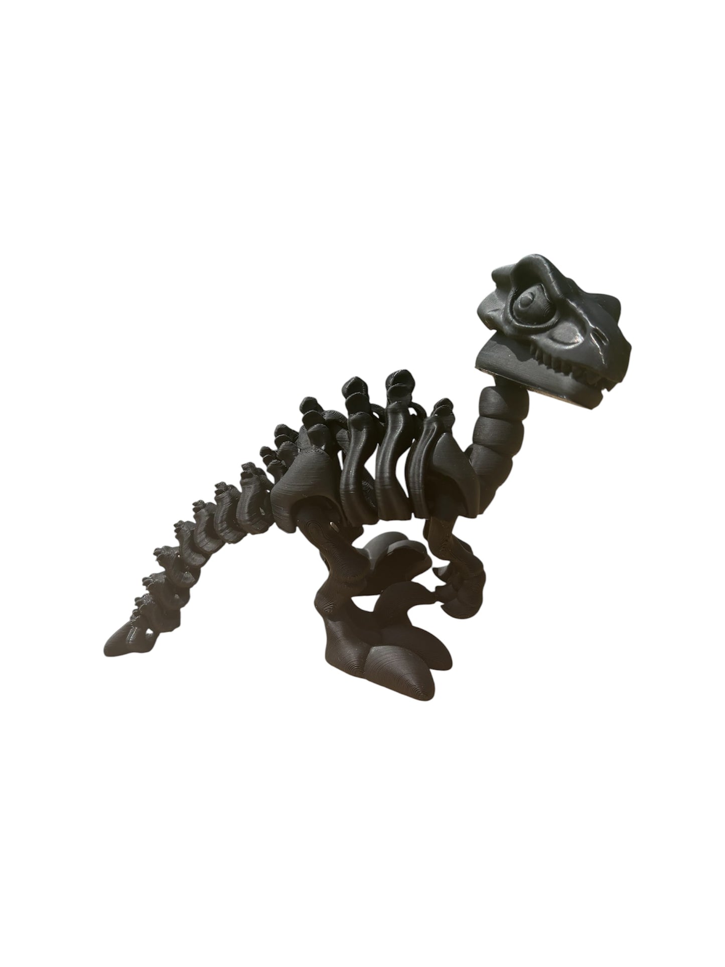 Vélociraptor Squelette Articulé