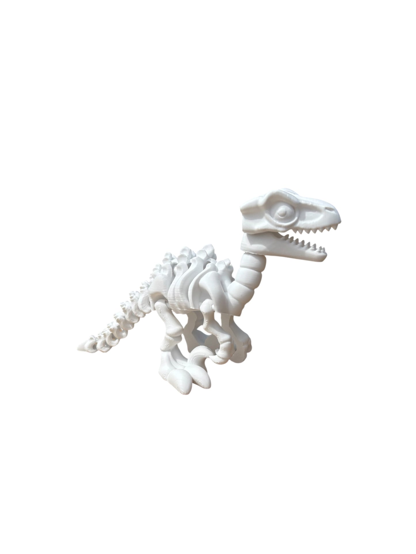 Vélociraptor Squelette Articulé