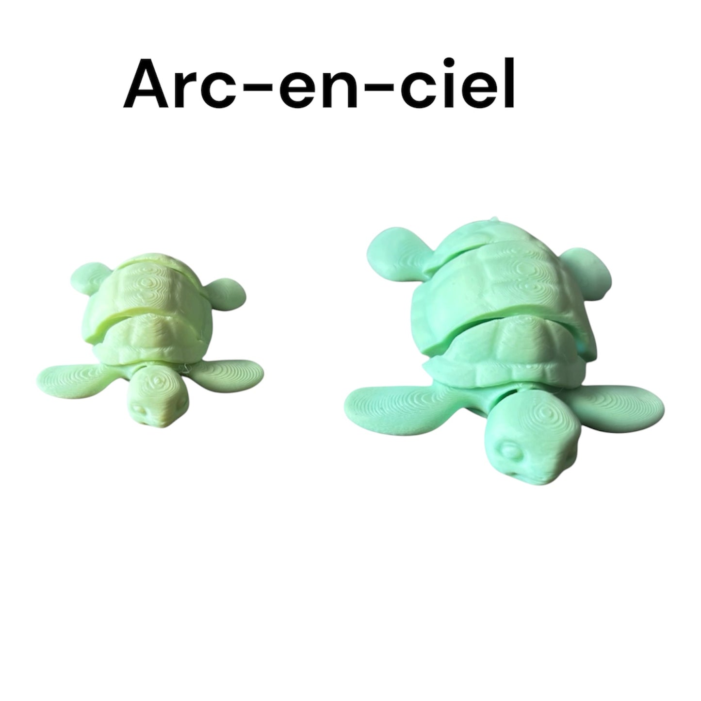 Tortue Articulée